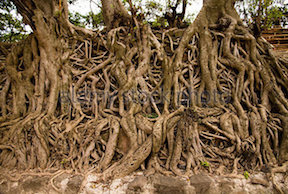 Intertwined roots